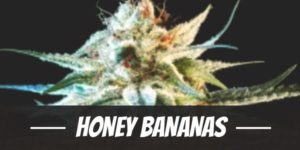 Honey Bananas
