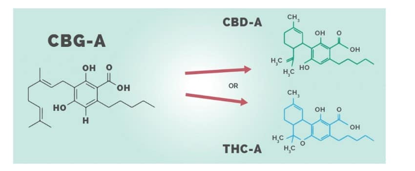 How Does CBG Function