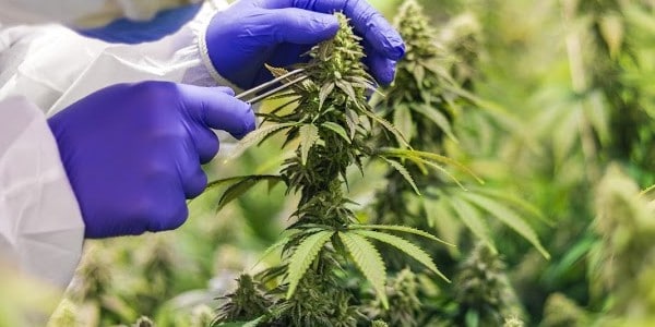 How marijuana breeders measure THC content