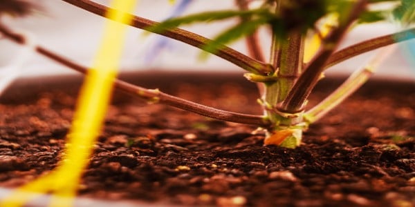 How to Fix Deficiency in Soil