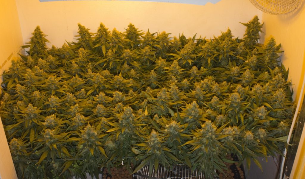 How to Monster Crop Marijuana