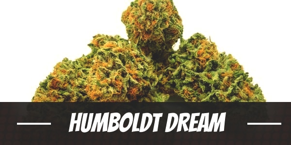 Humboldt Dream