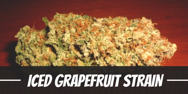 ICED Grapefruit Strain