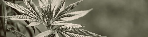 Sulphur Defficiencies On Marijuana Plants