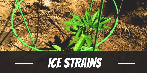 Ice Cannabis Strain Information & Review