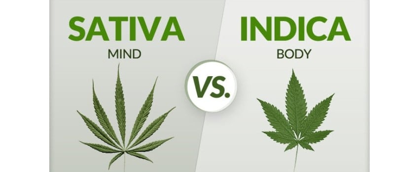 Indica Vs. Sativa