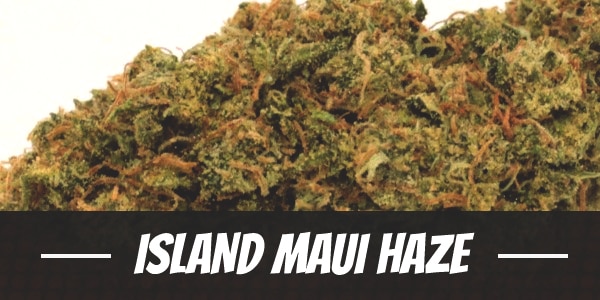 Island Maui Haze