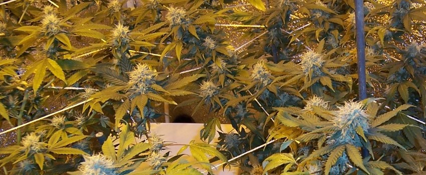 Island Sweet Skunk Growing.jpg