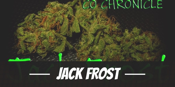 Jack Frost