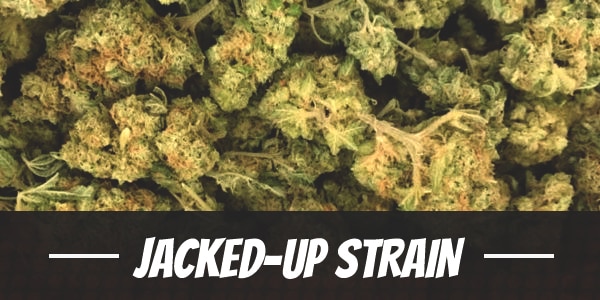 Jacked-Up Strain