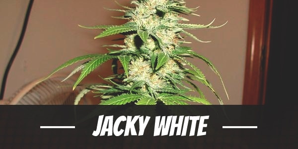 Jacky White