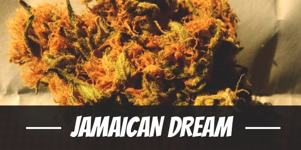 Jamaican Dream