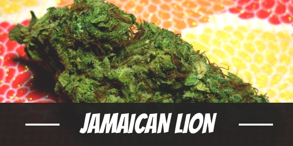 Jamaican Lion