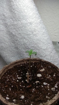 the baby seedling