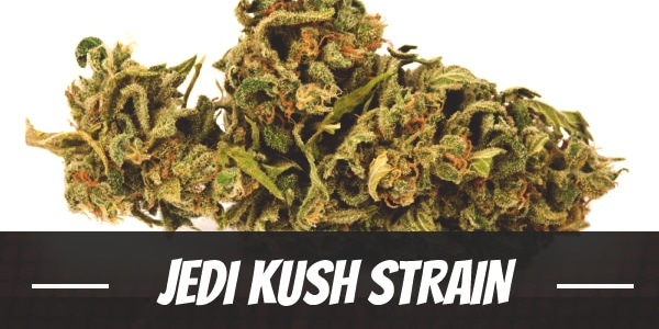 Jedi Kush Strain