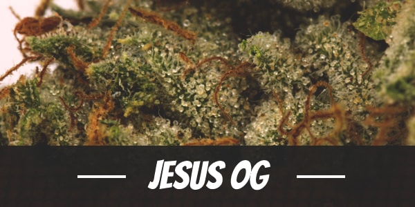 Jesus OG