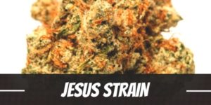 Jesus Strain