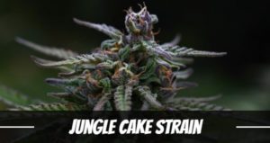 Jungle Cake Strain
