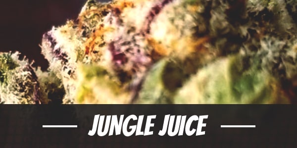 Jungle Juice weed strain