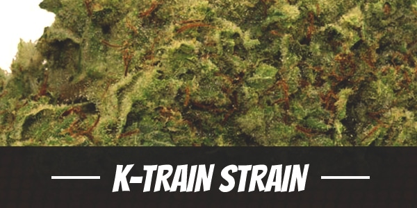 K-Train Strain