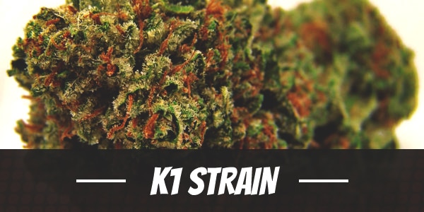 K1 Strain