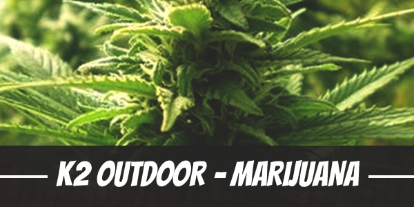 K2 Outdoor – Marijuana