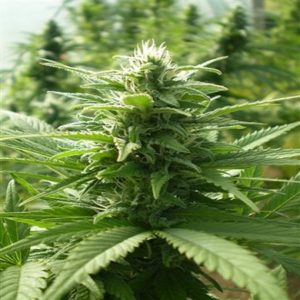 K2 outdoor grow plant features