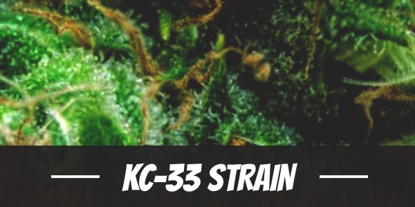 KC-33 Strain