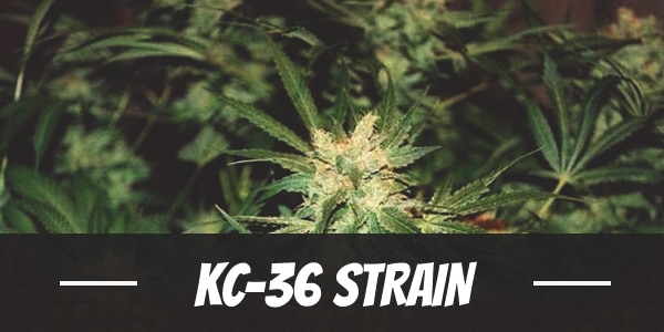 KC-36 Strain