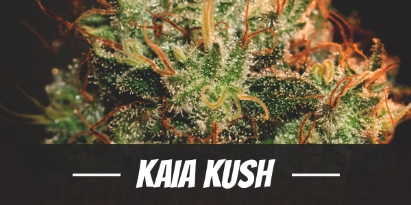 Kaia Kush