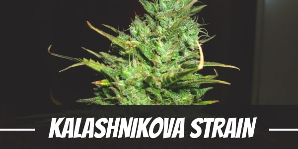 Kalashnikova Strain