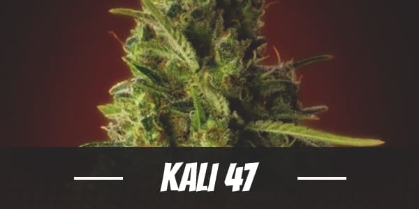 Kali 47