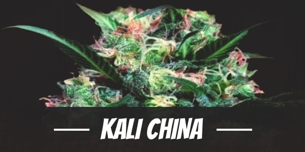 Kali China