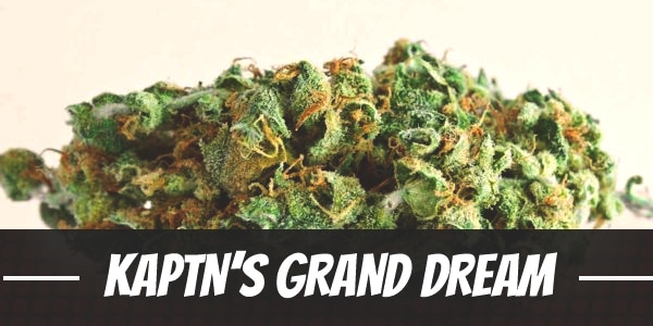 Kaptn’s Grand Dream cannabis strain