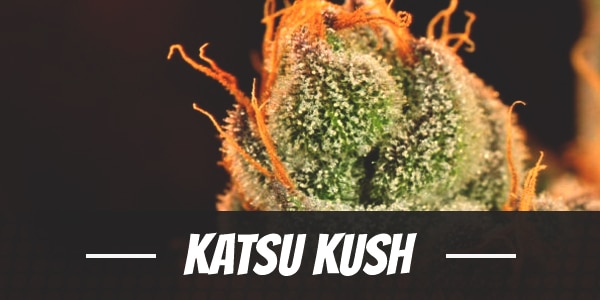 Katsu Kush