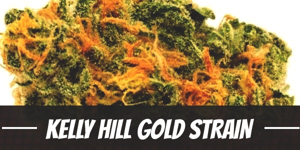 Kelly Hill Gold Strain