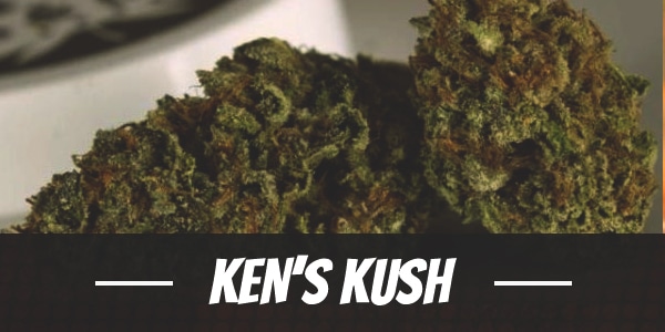 Ken’s Kush