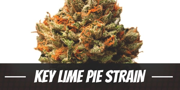 Key Lime Pie Strain