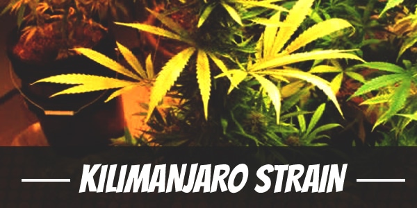 Kilimanjaro Strain