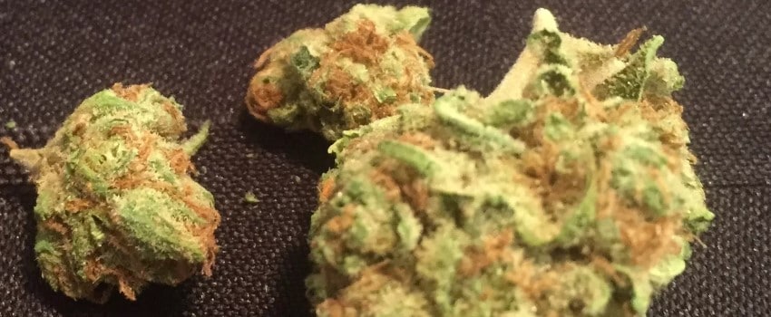 Kill Bill Strain Medical