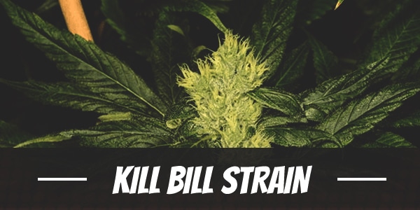 Kill Bill Strain