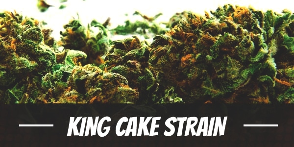 King Cake Strain