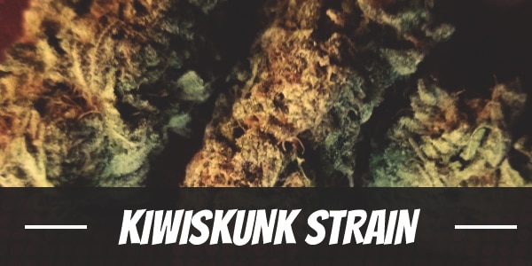 Kiwiskunk Strain