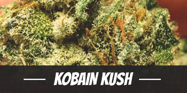 Kobain Kush