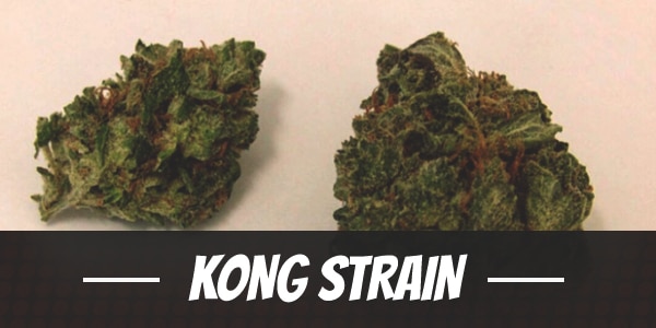 Kong Strain