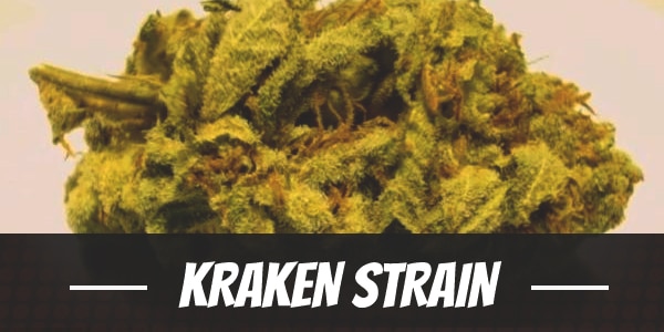 Kraken Strain