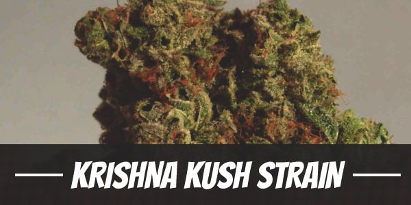 Krishna Kush Strain