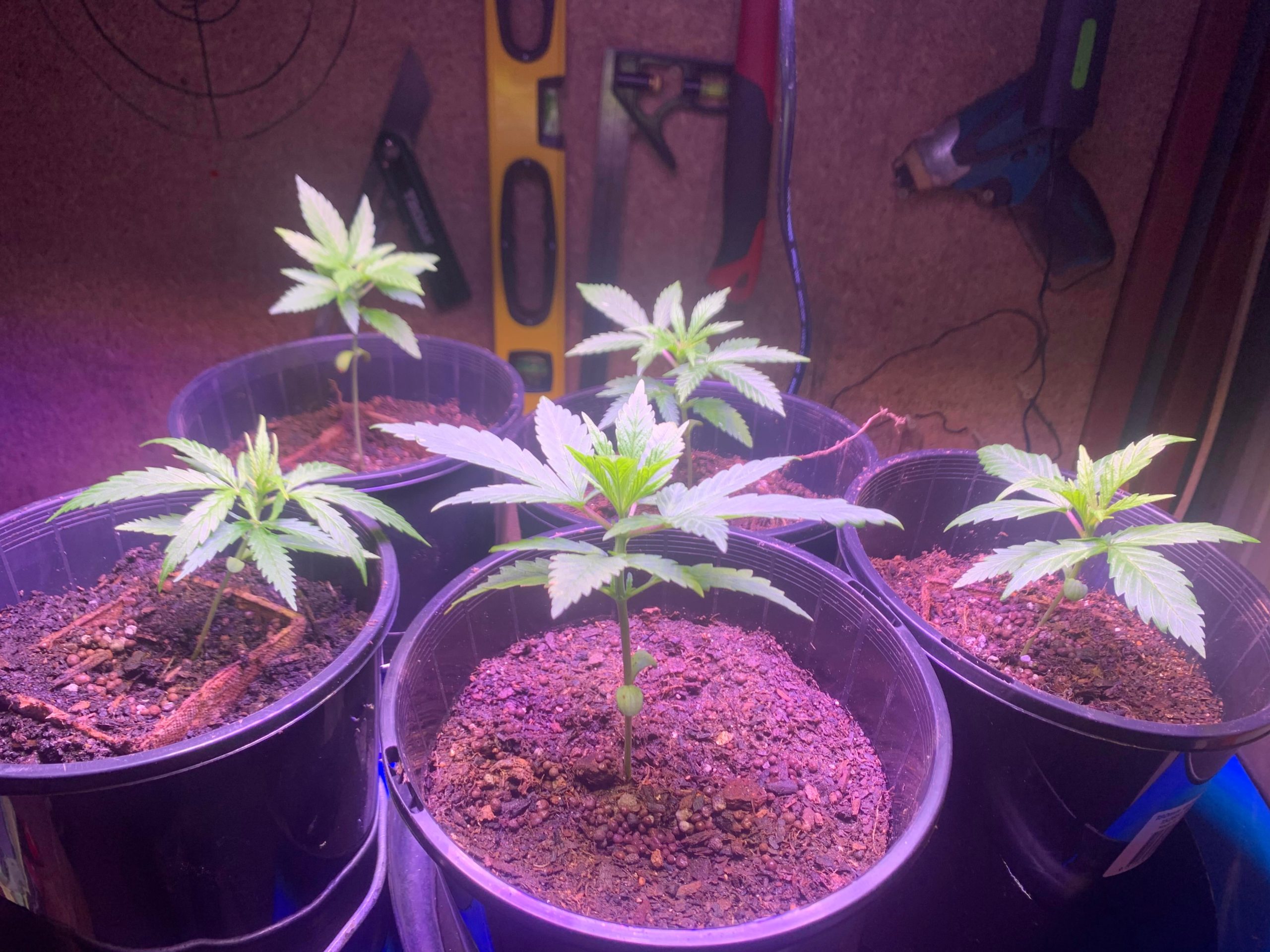 5 Kushage cannabis plants growing indoors 