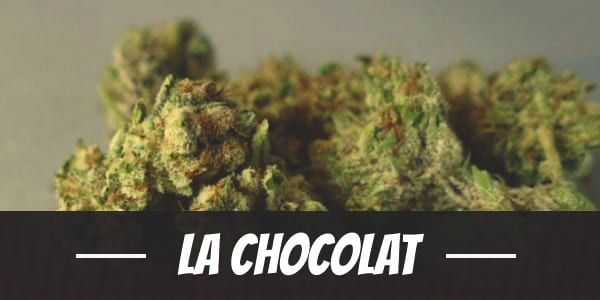 LA Chocolat