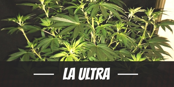 LA Ultra